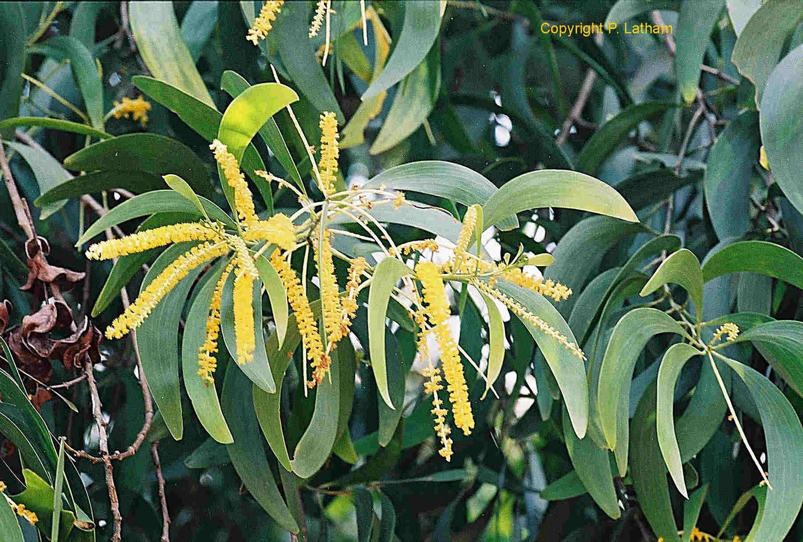 Acacia Auriculiformis
