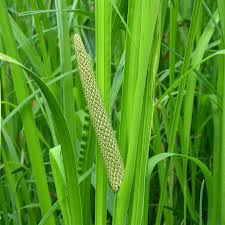 Acorus Calamus