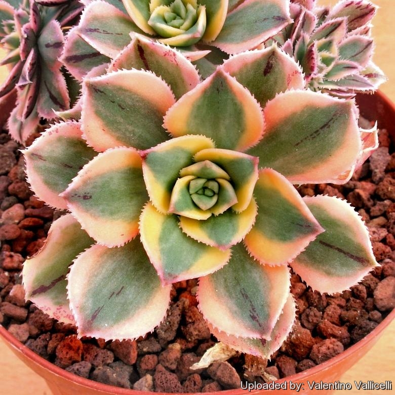 Aeonium decorum Tricolor