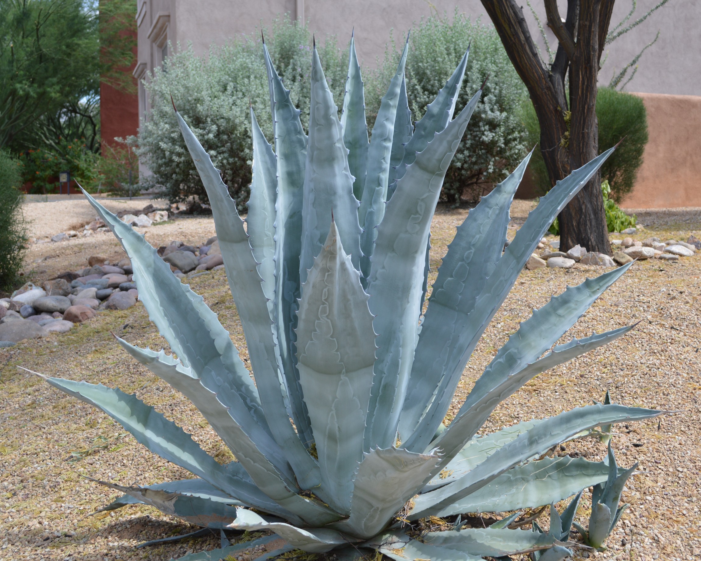 Agave americana
