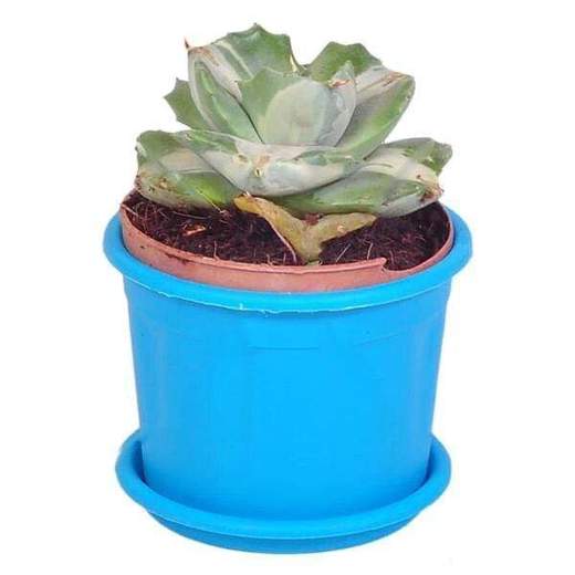 Agave potatorum cv Ouhi-Raijin