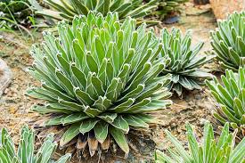 Agave Victoriae