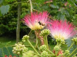 Albizia julibrissin