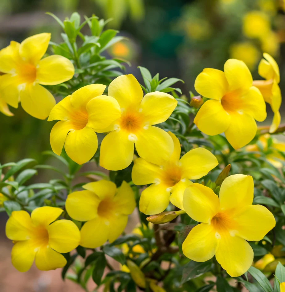 Allamanda Creeper