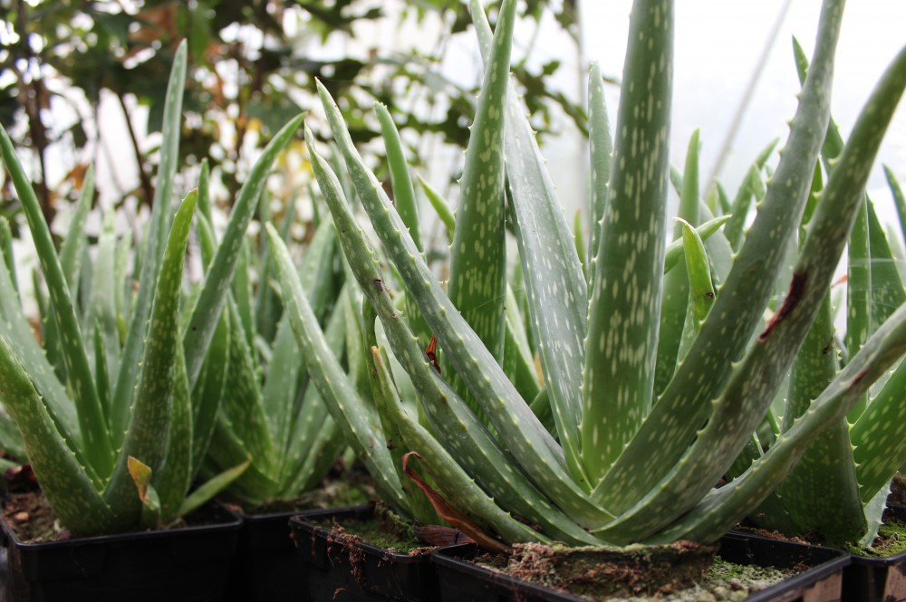 Aloe barbadensis vera