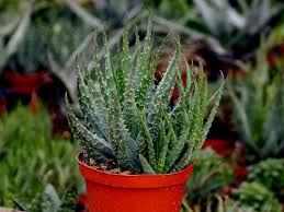 Aloe humilis