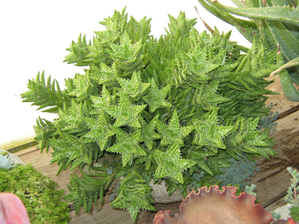 Aloe juvenna