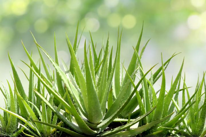 Aloe vera - Succulent Plant