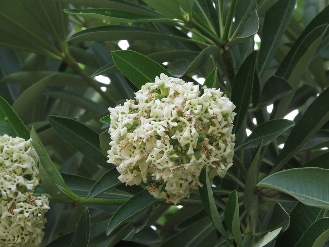 Alstonia scholaris