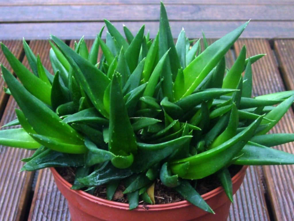 Alworthia Black Gem