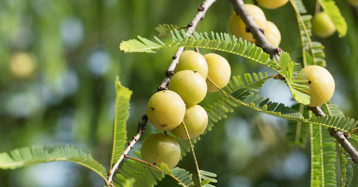 Amla Tree