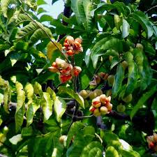 Amoora Rohituka