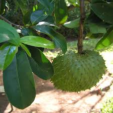 Annona atemoya