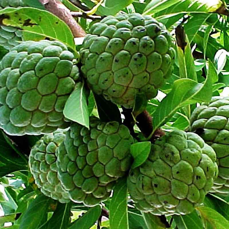 Annona Squamosa