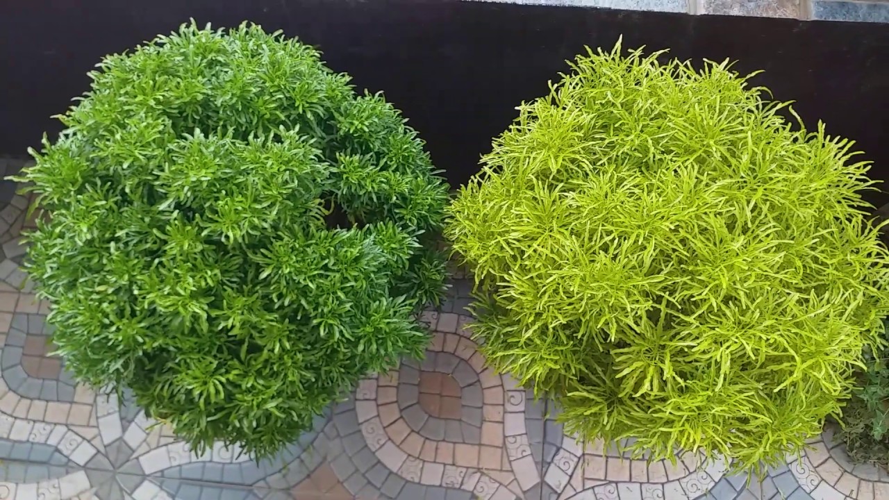 Aralia Golden