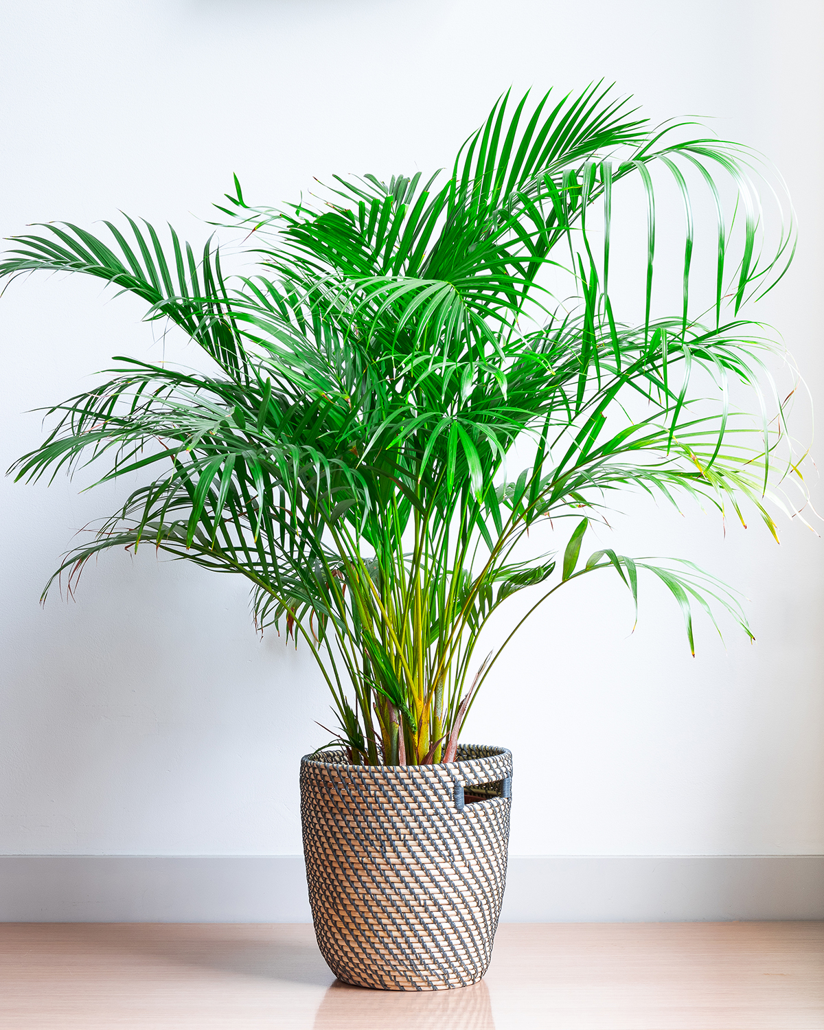 Areca Palm(Small)