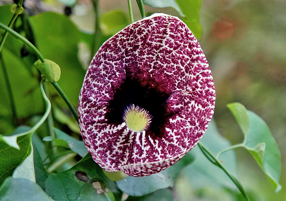 Aristolochia reticulata