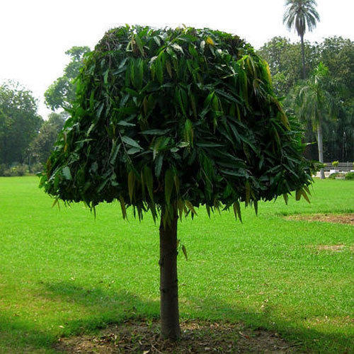 Ashoka Tree