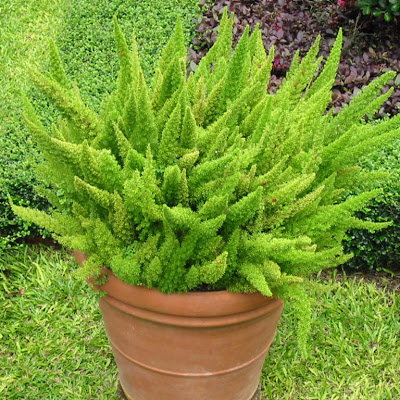 Asparagus Meyeri