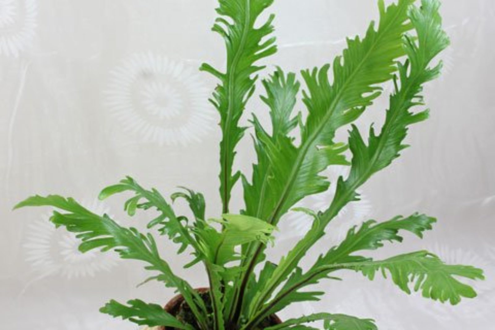Asplenium nidus Crissie fern