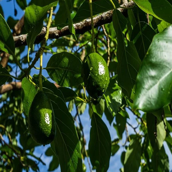 Avocado