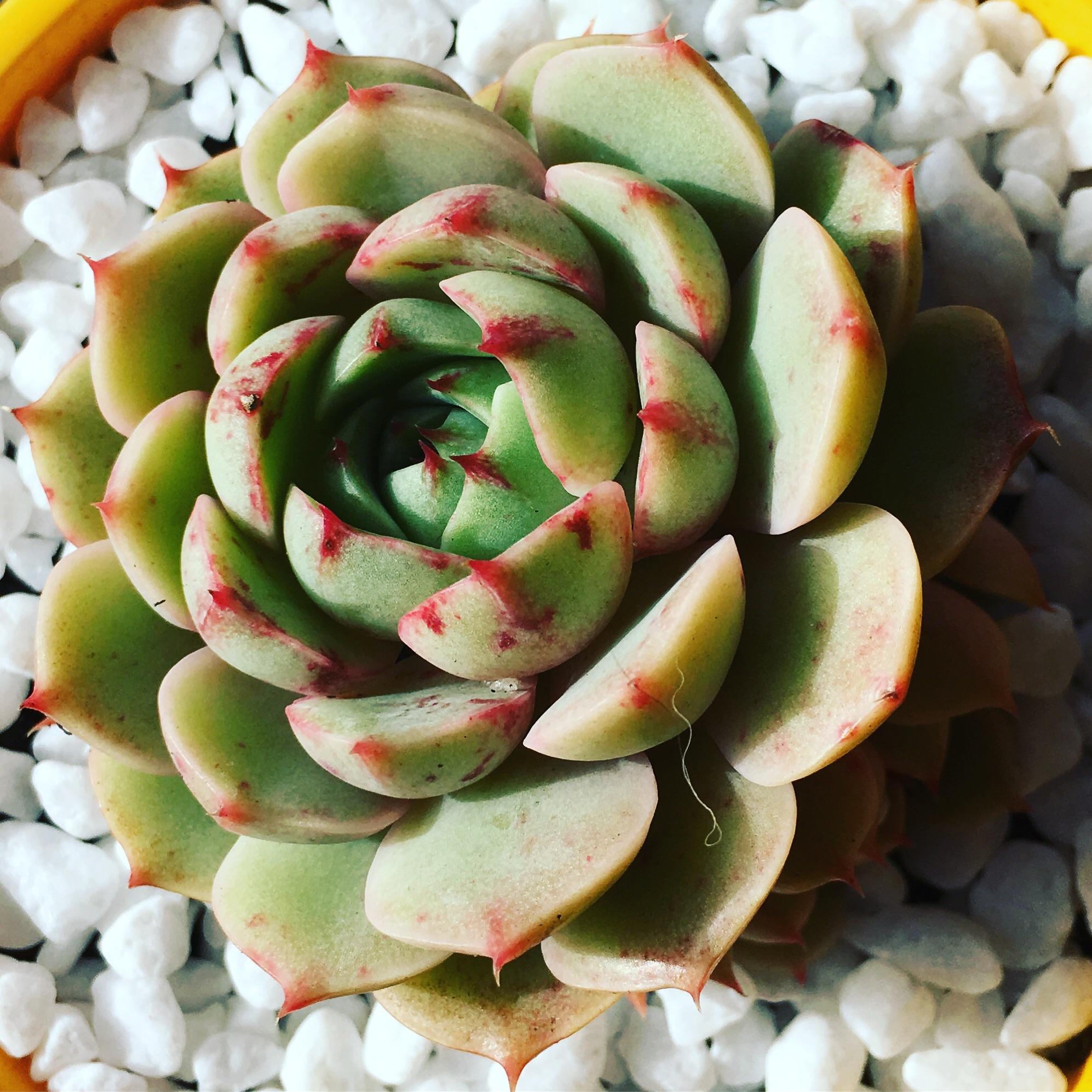 Baby Echeveria