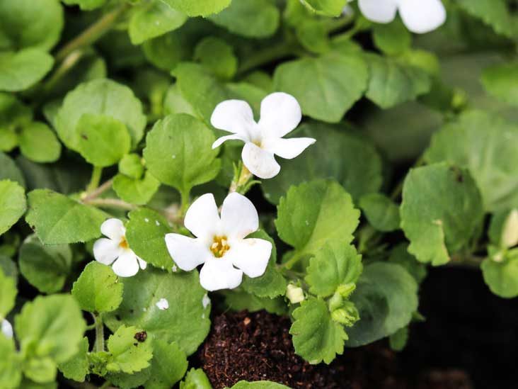 Bacopa Monnieri