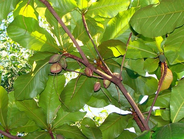 Badam Tree