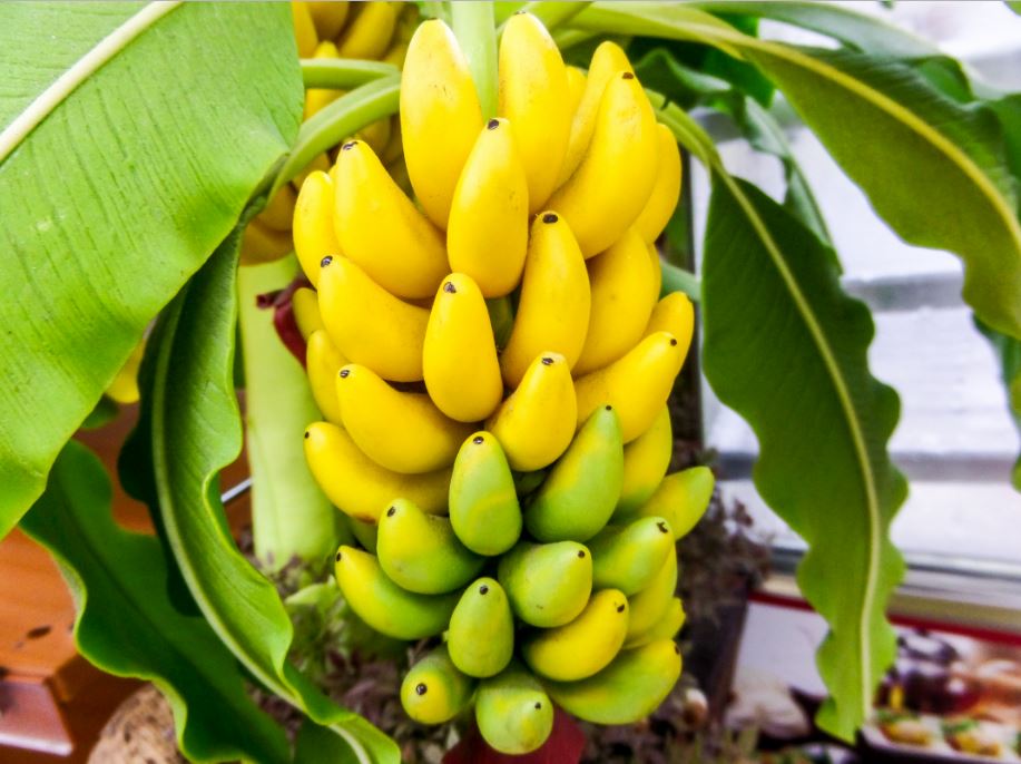 Banana - G9