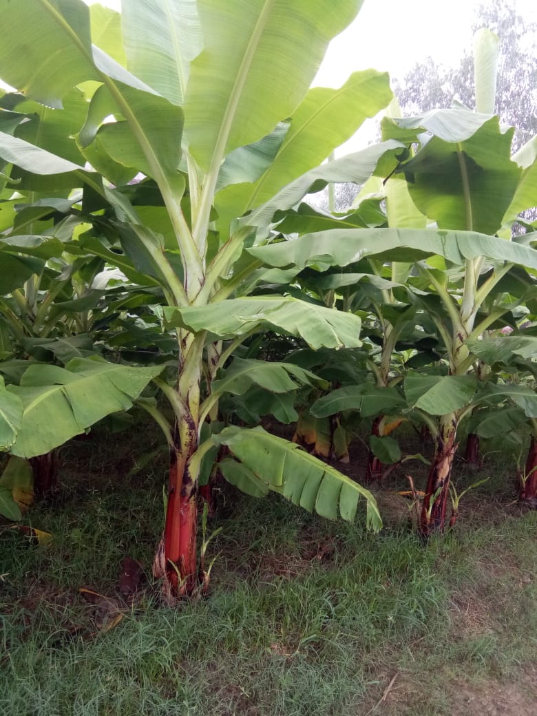 Banana