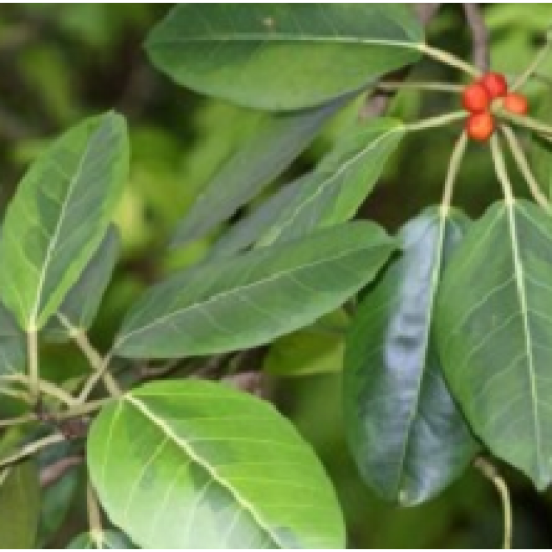 Banyan Tree