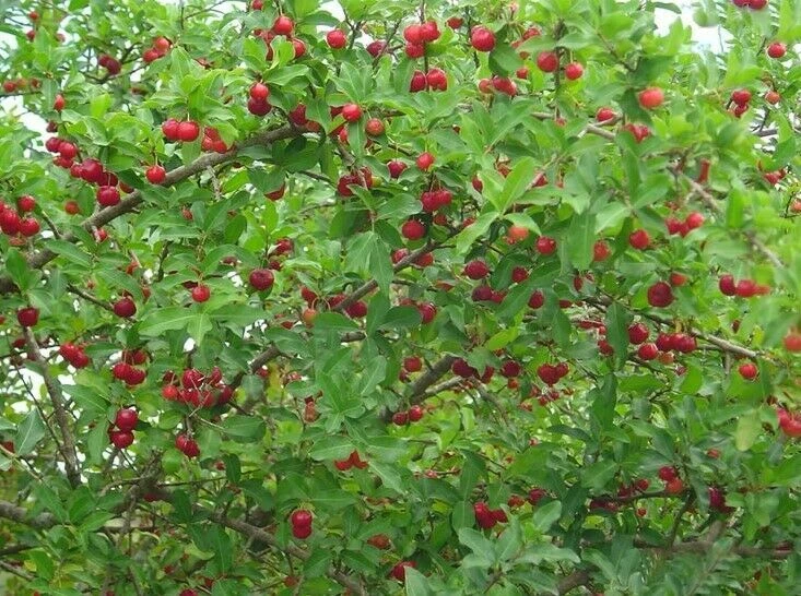Barbados cherry tree