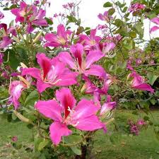 Bauhinia orchid lily (Pink)
