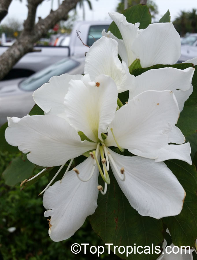 Bauhinia orchid lily (White)