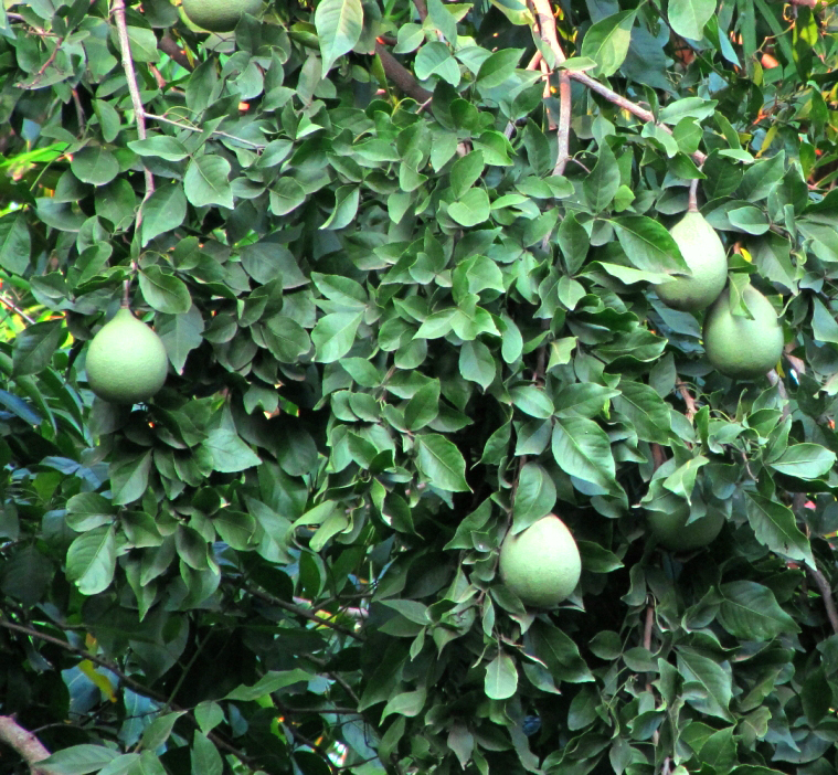 Bel Tree