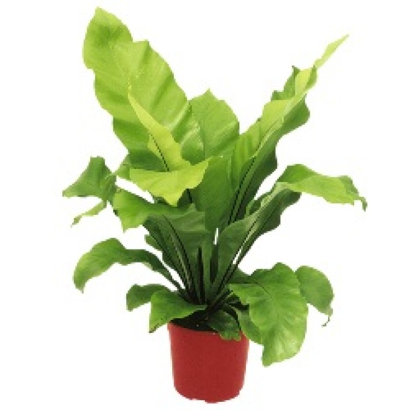 Bird Nest Fern