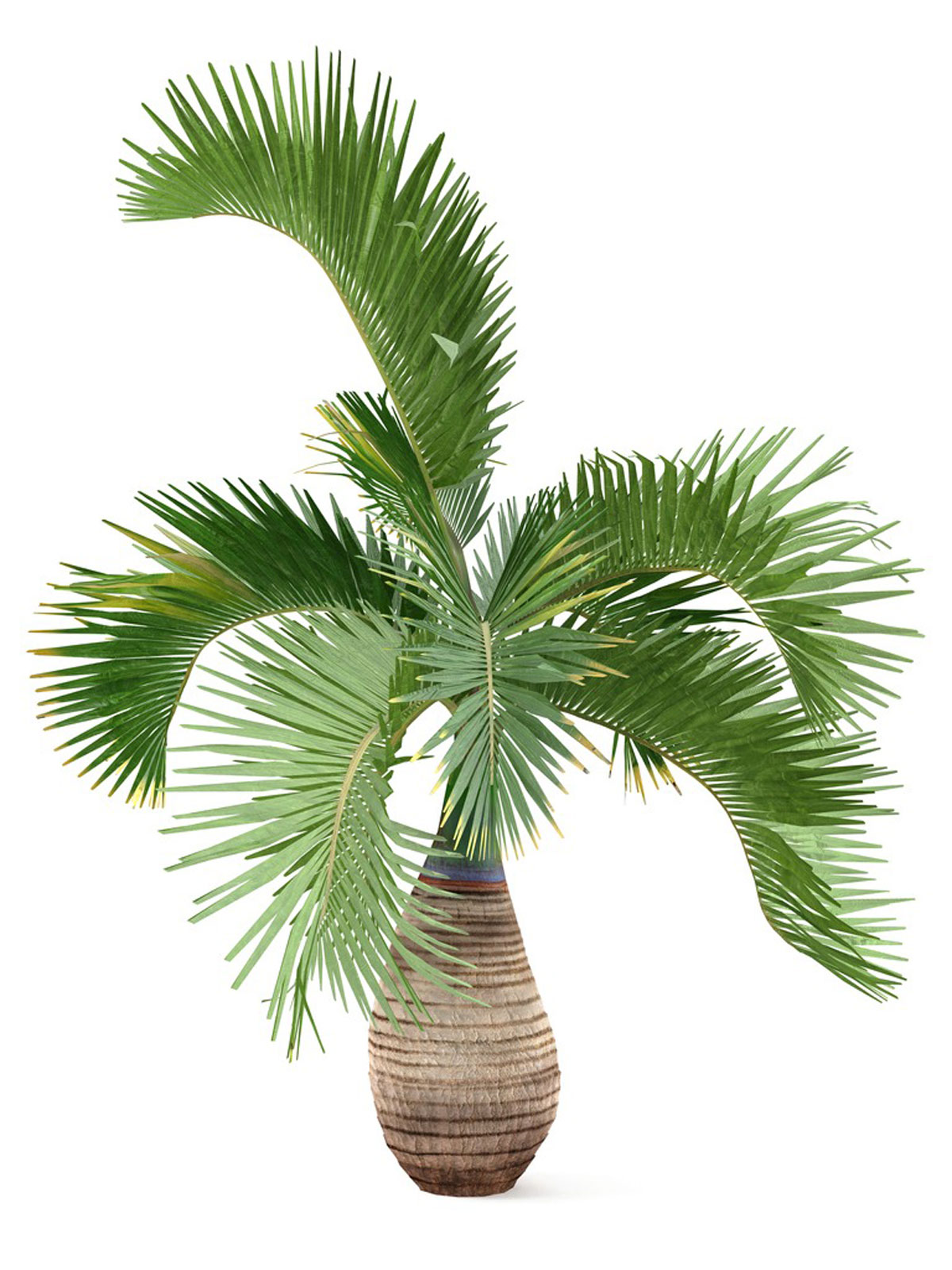 Bottle Palm with Trunk