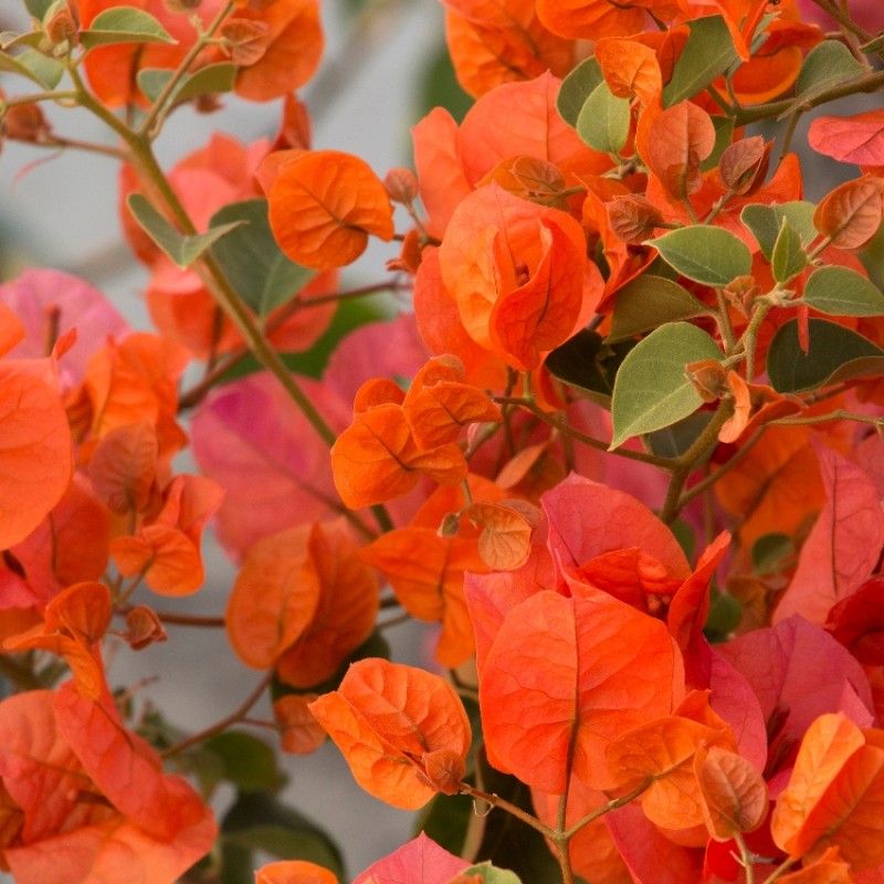 Bougainvillea (Orange)
