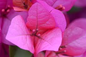 Bougainvillea (Pink)