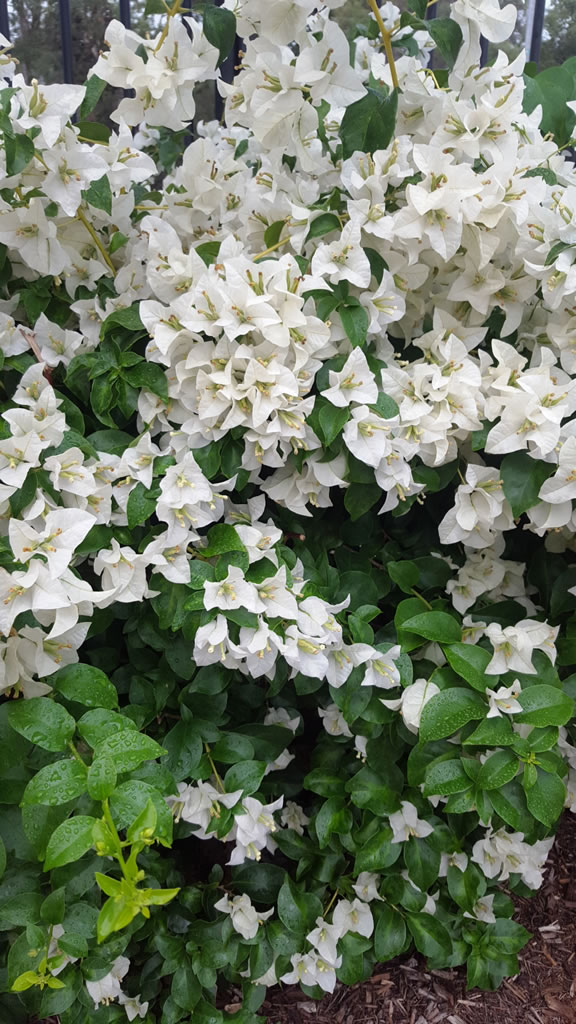 Bougainvillea (White)