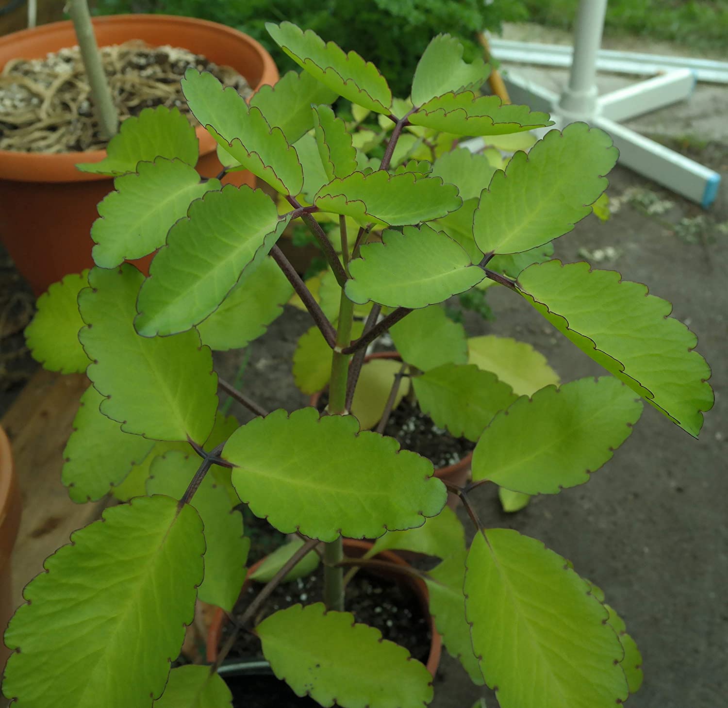 Bryophyllum