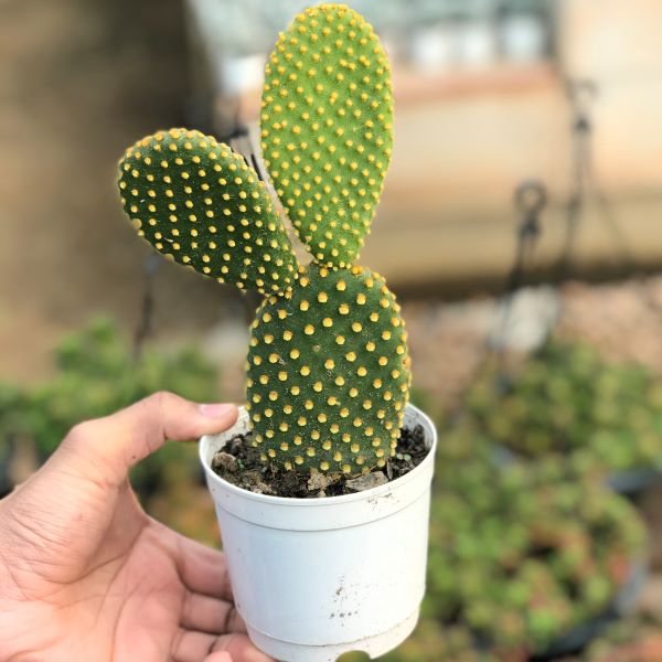 Bunny Ear Cactus