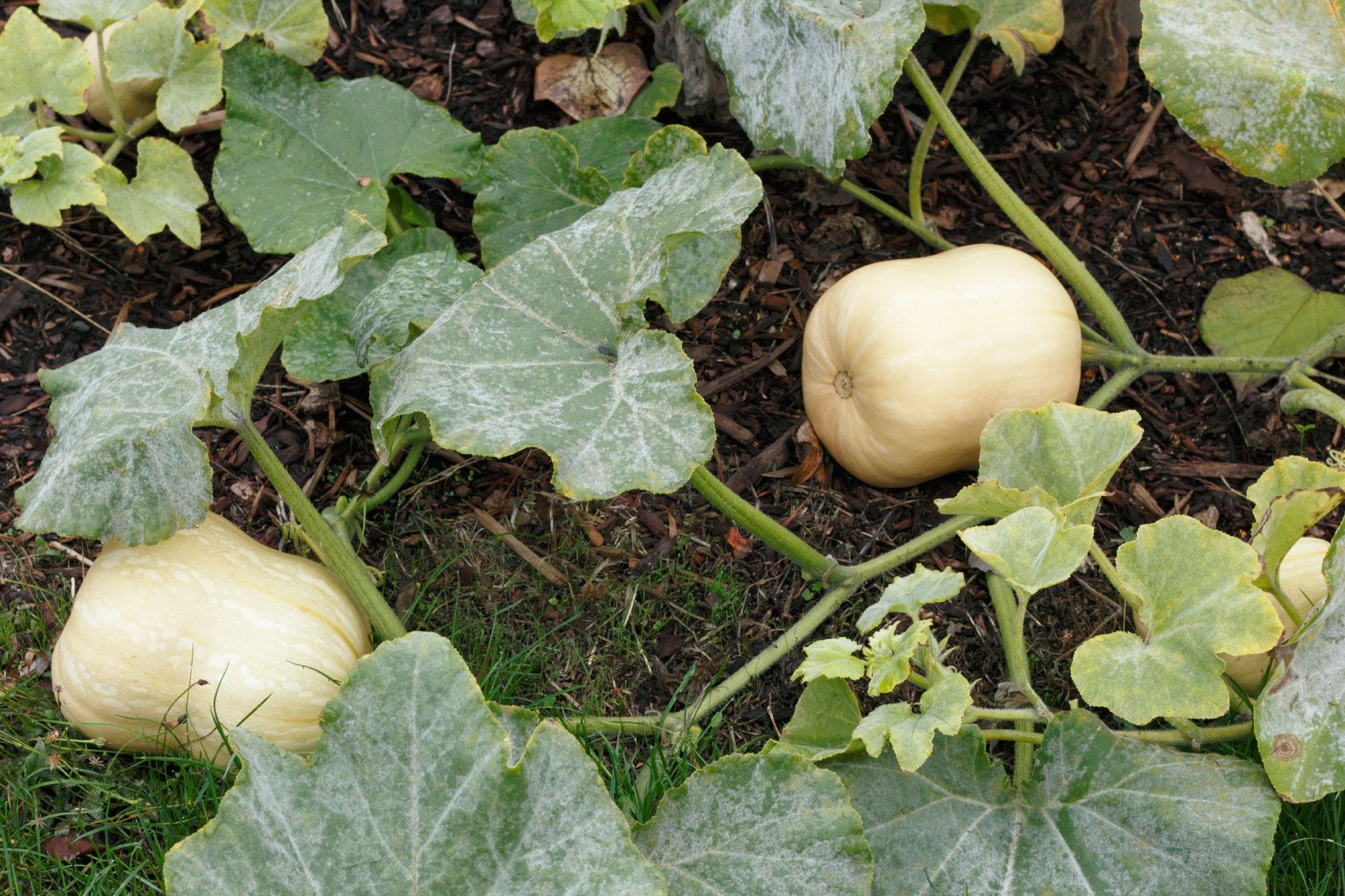 Butternut
