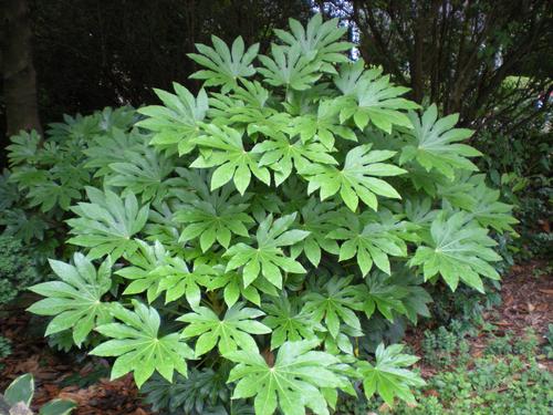 Buxus Microphylla Japonica