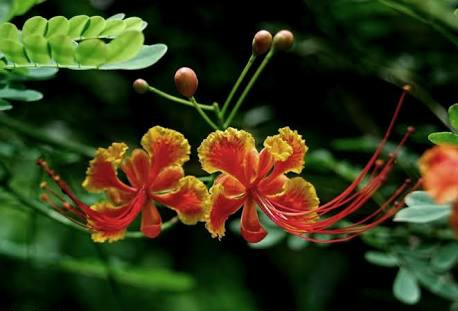 Caesalpinia Pulcherrima