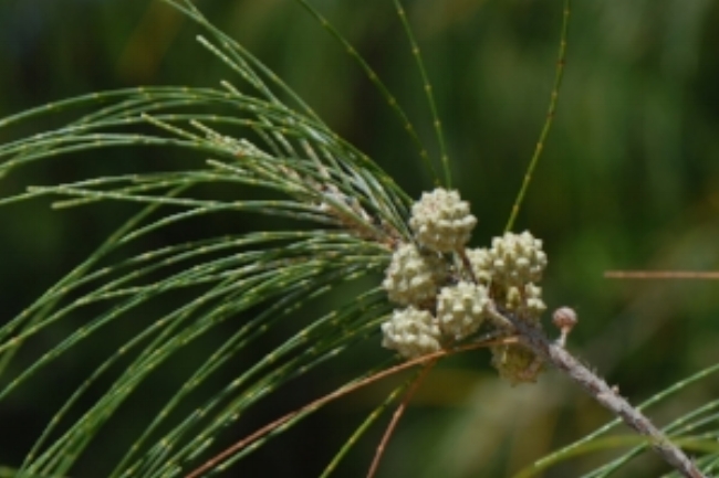 Casariuna equisetifolia