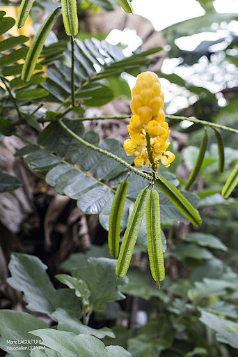 Cassia alata