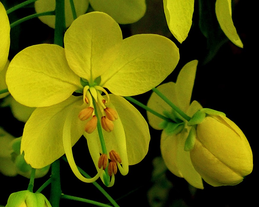 Cassia fistula