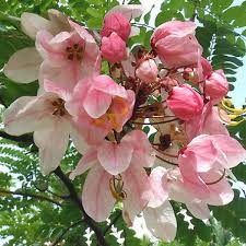 Cassia Grandis