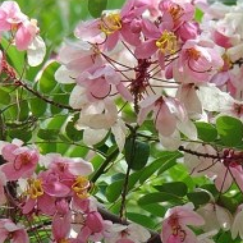 Cassia Javanica